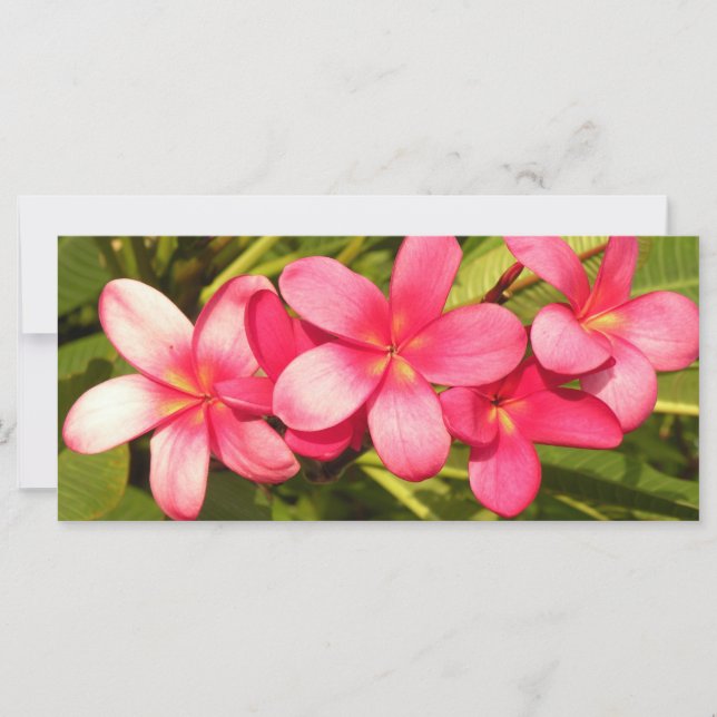 Plumeria (Vorderseite)
