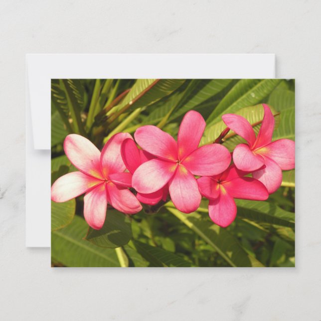 Plumeria (Vorderseite)
