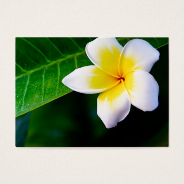 Plumeria (Vorderseite)