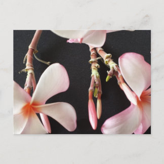 Plumeria 2 - gebildeten Brainfart Postkarte