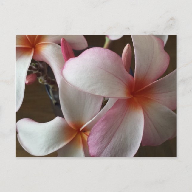 Plumeria 3 - Erziehungsbrainfart Postkarte (Vorderseite)