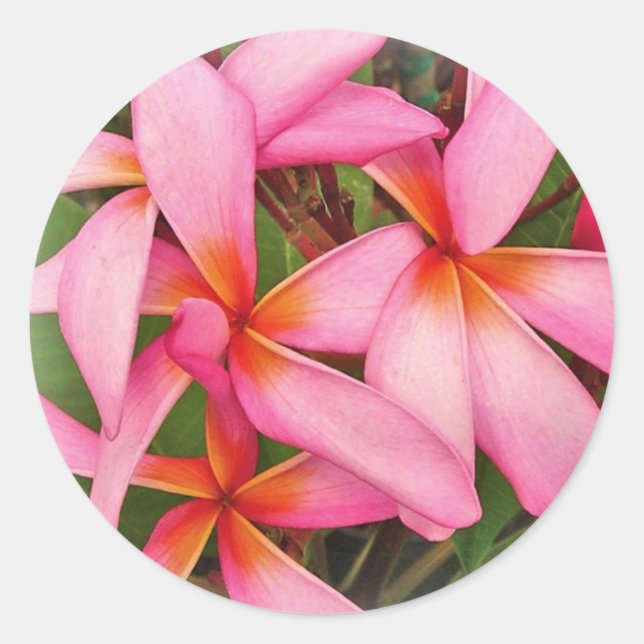 Plumeria - Ace Neon Pink Aufkleber (Vorderseite)