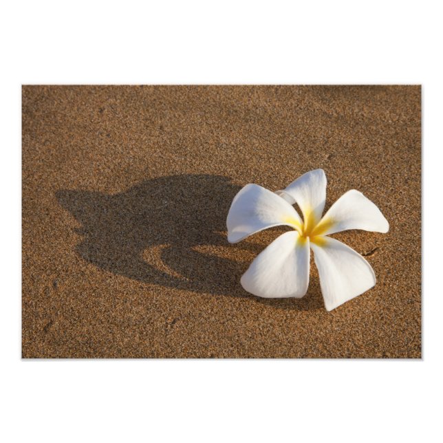Plumeria am Sandstrand, Maui, Hawaii, USA Fotodruck (Vorne)