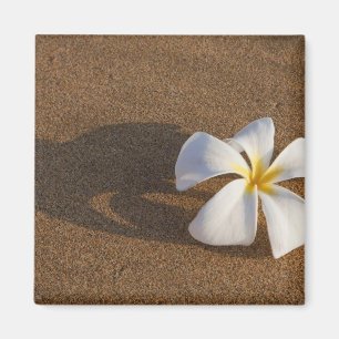 Plumeria am Sandstrand, Maui, Hawaii, USA Magnet
