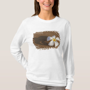 Plumeria an einem sandigen Strand, Maui, Hawaii, U T-Shirt