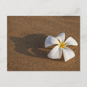 Plumeria an einem Sandstrand, Maui, Hawaii, USA Postkarte