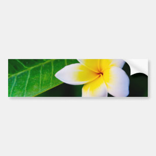 Plumeria Autoaufkleber
