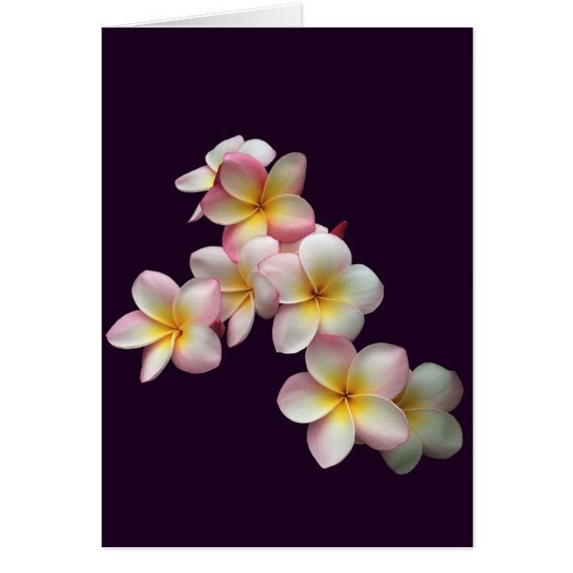 Plumeria blossoms on dark purple (Vorne)