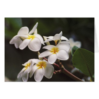 Plumeria-Blume