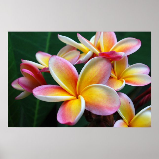 Plumeria Blume auf Leinwand! Poster (Vorne)