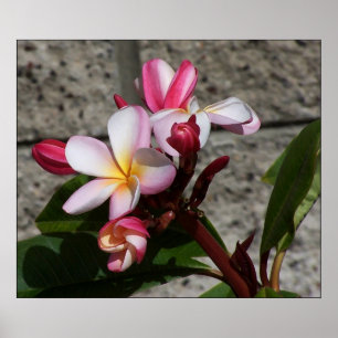 Plumeria-Blume drucken Poster