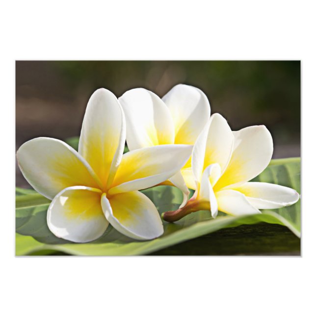 Plumeria Blume Foto Print (Vorne)
