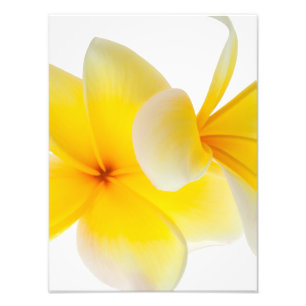 Plumeria Blume Hawaii Fotodruck