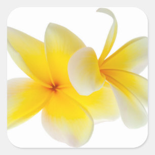 Plumeria Blume Hawaii Quadratischer Aufkleber