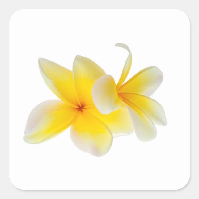 Plumeria Blume Hawaii Quadratischer Aufkleber (Vorderseite)
