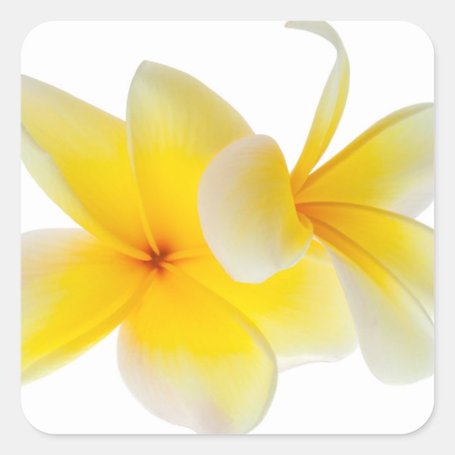Plumeria Blume Hawaii Quadratischer Aufkleber (Vorderseite)
