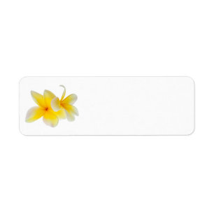 Plumeria Blume Hawaii Weiße Gelbe Frangipani