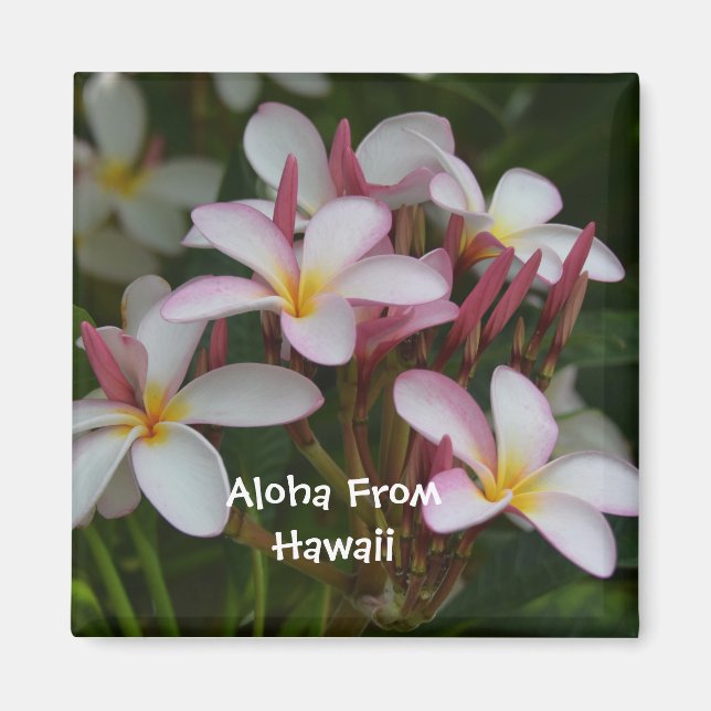 Plumeria-Blume Magnet (Vorne)