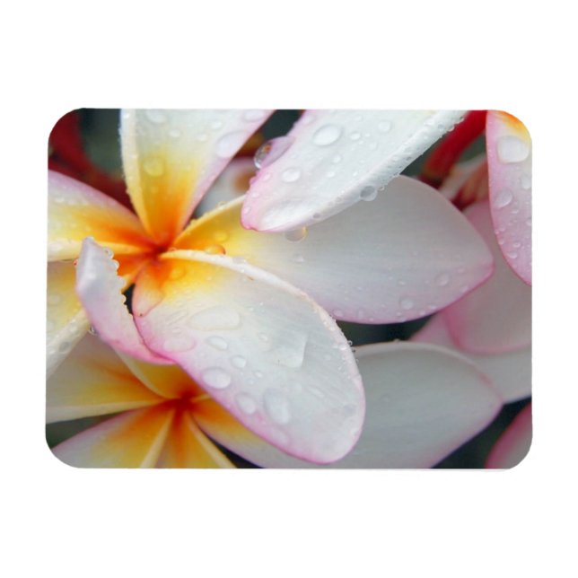 Plumeria Blume Magnet (Horizontal)