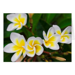 Plumeria Blume nah-up, Hawaii