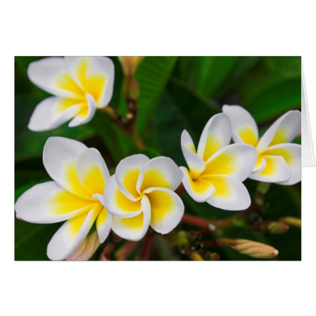 Plumeria Blume nah-up, Hawaii (Vorderseite (Horizontal))