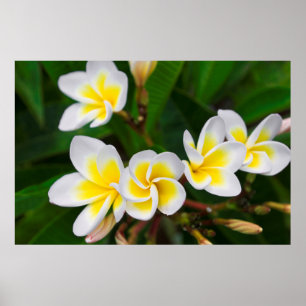 Plumeria Blume nah-up, Hawaii Poster