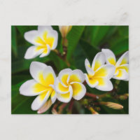 Plumeria Blume nah-up, Hawaii