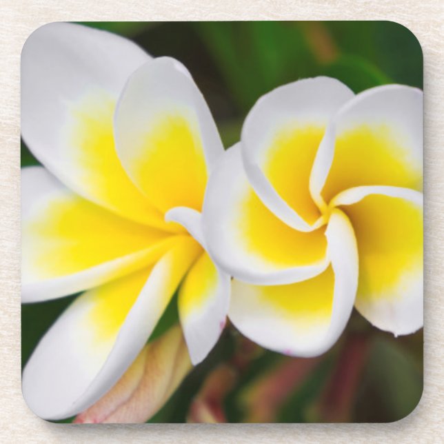 Plumeria Blume nah-up, Hawaii Untersetzer (Vorderseite)