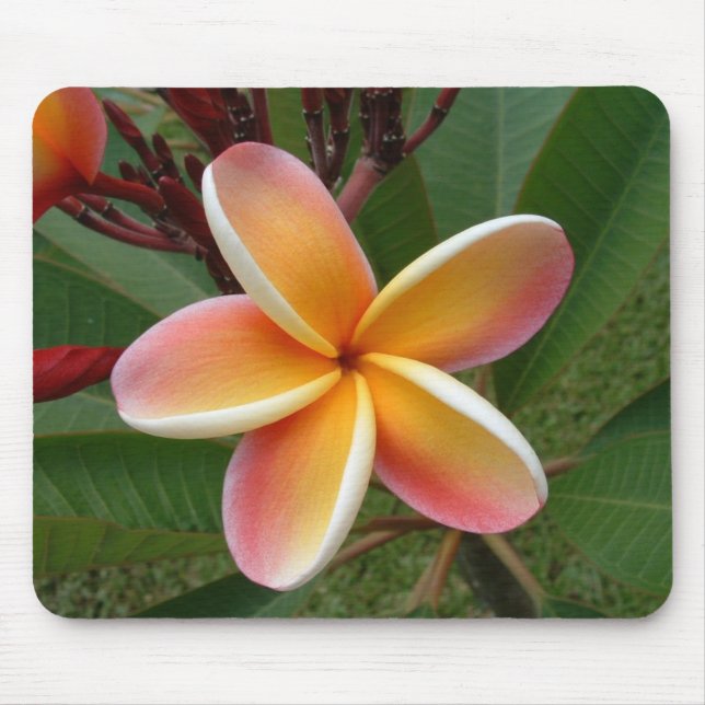 Plumeria-Blume Oahu Hawaii Mousepad (Vorne)