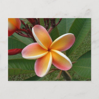 Plumeria Blume - Oahu, Hawaii Postkarte