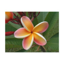 Plumeria Blume - Oahu, Hawaii
