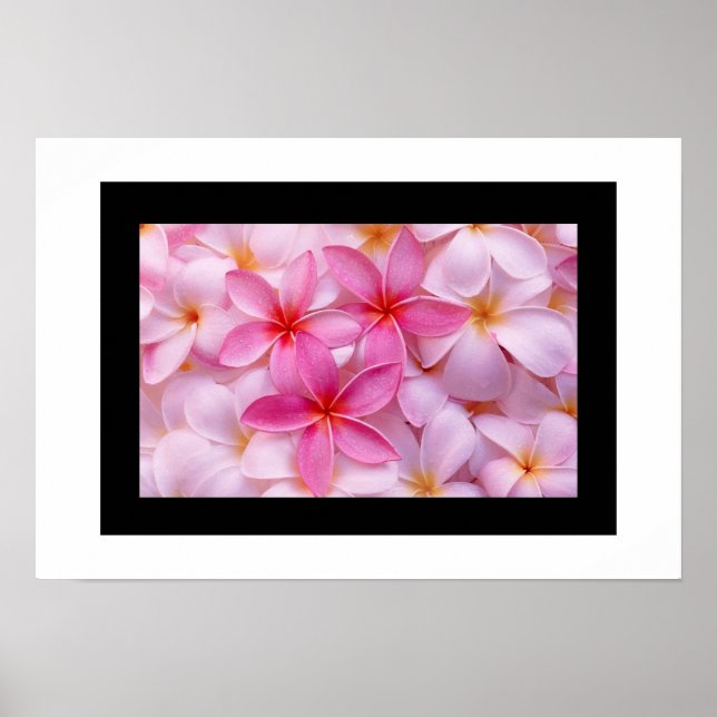 Plumeria Blume Poster (Vorne)