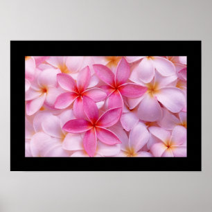 Plumeria Blume Poster