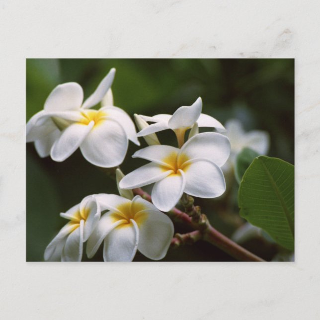 Plumeria-Blume Postkarte (Vorderseite)