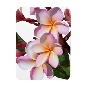 Plumeria Blume Premium Magnet