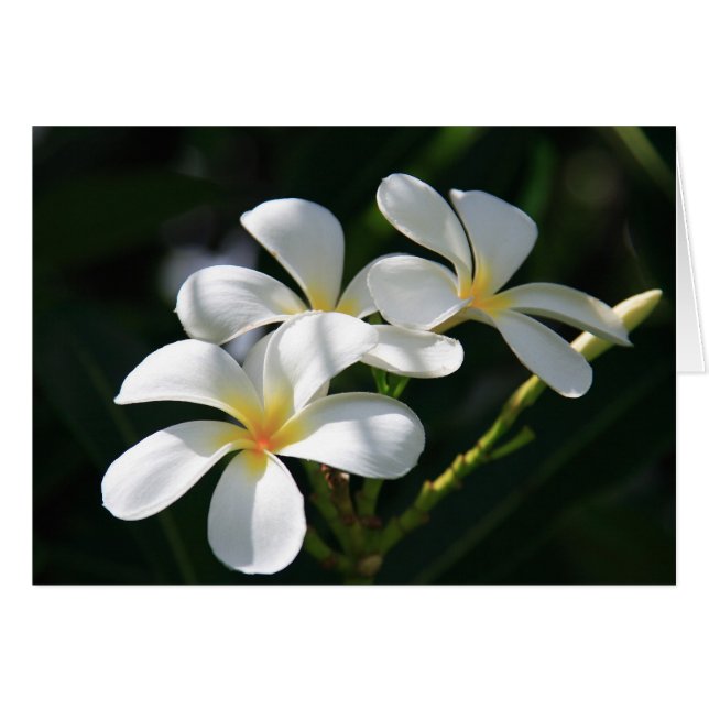 Plumeria-Blumen (Vorderseite (Horizontal))