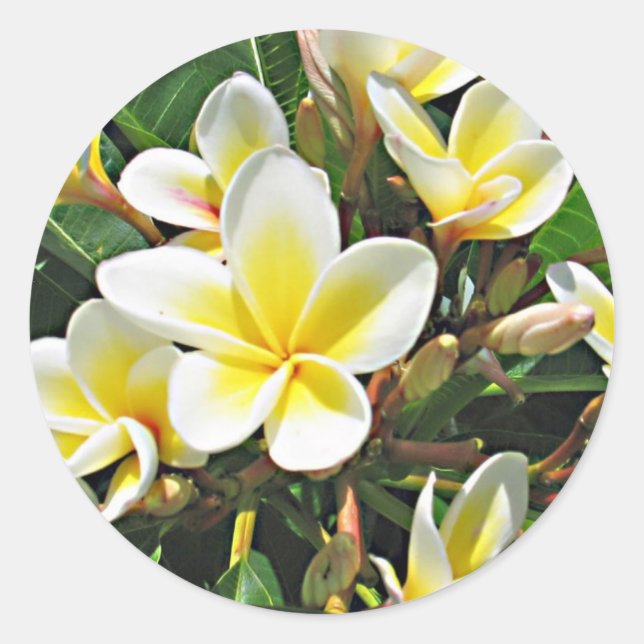 Plumeria-Blumen-Aufkleber Runder Aufkleber (Vorderseite)