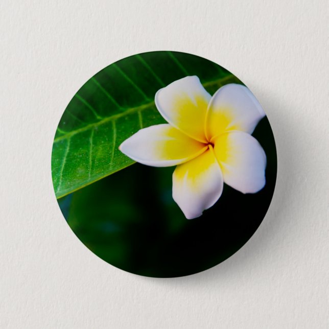 Plumeria-Blumenfotografie Button (Vorderseite)