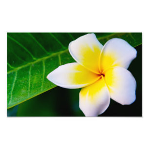 Plumeria-Blumenfotografie Fotodruck
