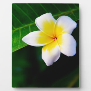 Plumeria-Blumenfotografie Fotoplatte