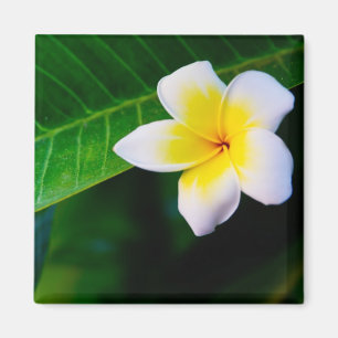 Plumeria-Blumenfotografie Magnet