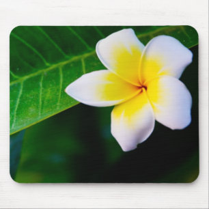 Plumeria-Blumenfotografie Mousepad