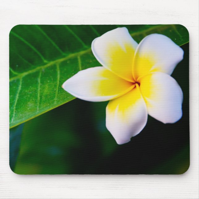 Plumeria-Blumenfotografie Mousepad (Vorne)