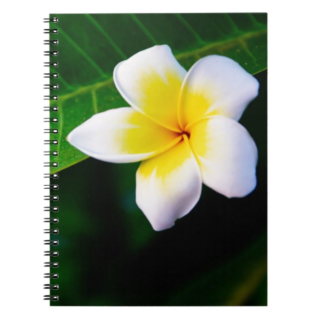Plumeria-Blumenfotografie Notizblock (Vorderseite)