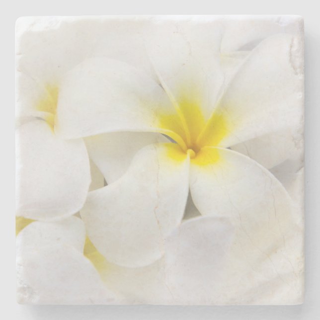 Plumeria-Blumenhawaiischer Frangipani-BlumenBlume Steinuntersetzer (Vorderseite)