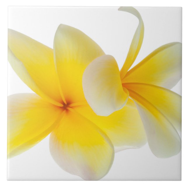 Plumeria-Blumenhawaiischer weißer gelber Fliese (Vorderseite)