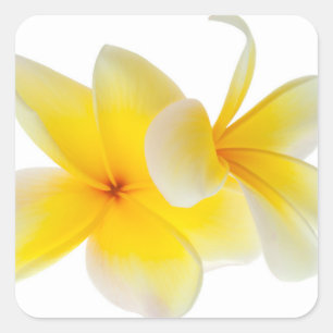 Plumeria-Blumenhawaiischer weißer gelber Quadratischer Aufkleber