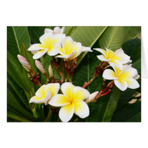 Plumeria-Blumenstrauß