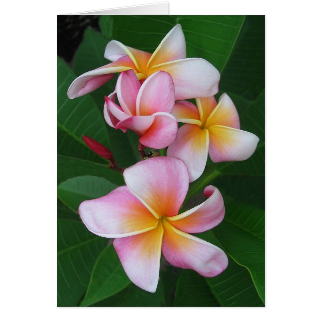 Plumeria-Blüte (Vorne)