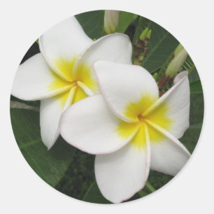 Plumeria-Blüte Runder Aufkleber